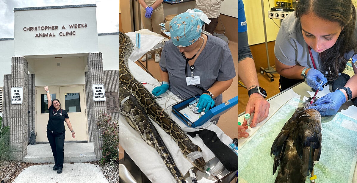A person helping a snake and a bird.