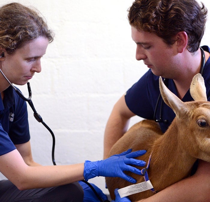 two people are examining a goat with a stethoscope