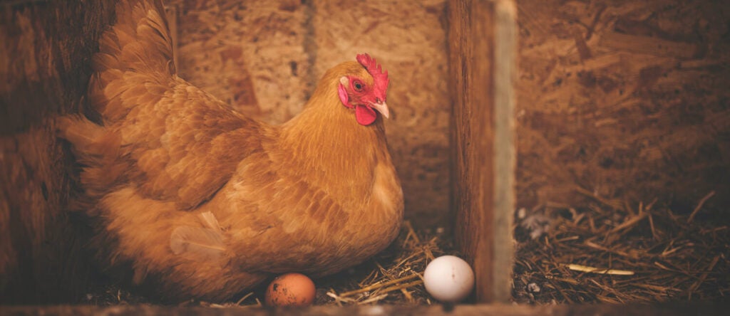 A hen with her eggs.