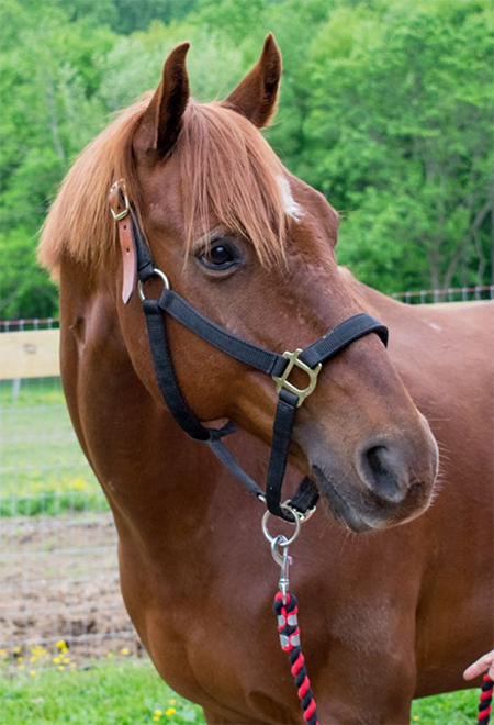 A brown horse.