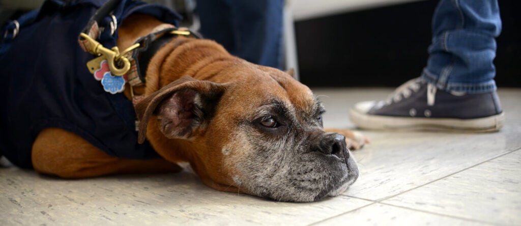 A dog with a gray face laying on a floor.