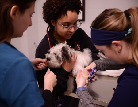 Three individuals are examining a small white dog.