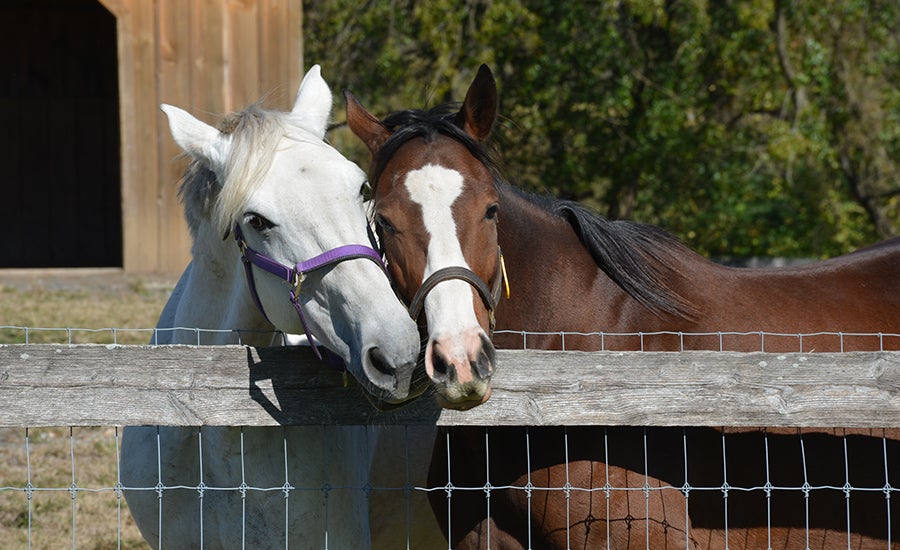 Two Horses