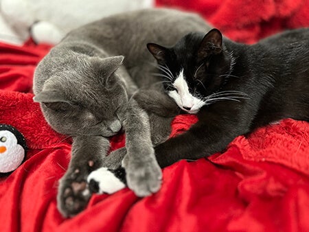 Monkey and Freckle relax at home