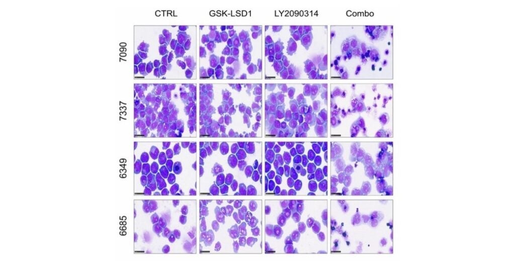 A grid of several different types of cells are shown in this image