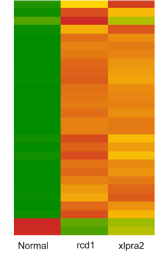 Green, orange, and red slide of retinal degenerations