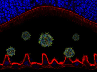 macular-dystrophy-gene-therapy