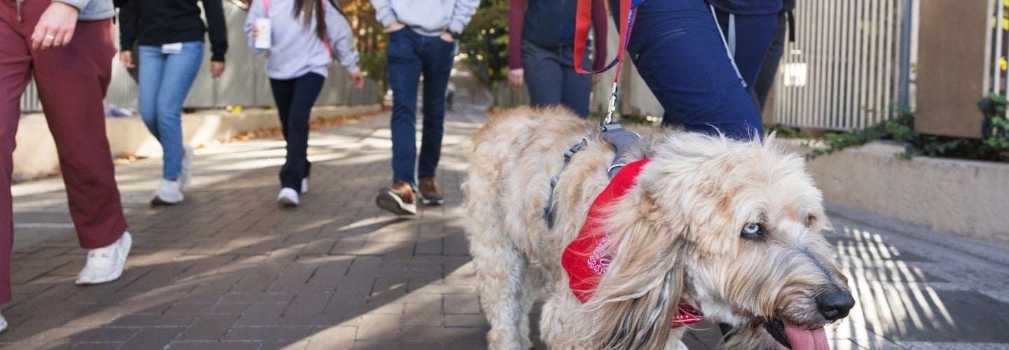 a group of people walking down a sidewalk with a dog on a leash