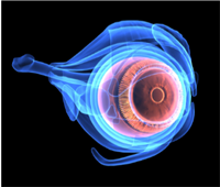 An x ray of an eye.