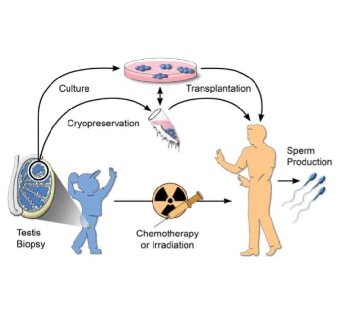 A diagram of a germline stem cell.