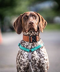 A brown and white spotted dog.