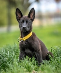 Shepherd mix brown dog