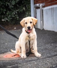 Yellow lab puppy