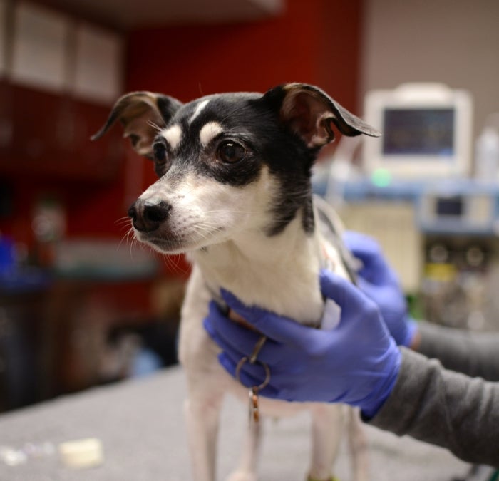 Image of a black and white dog being held by a person wearing purple gloves.