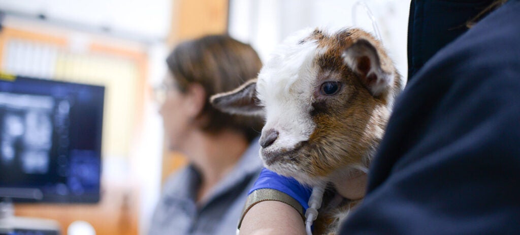 A young goat receives an ultrasound