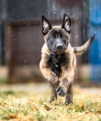 Shepherd mix puppy