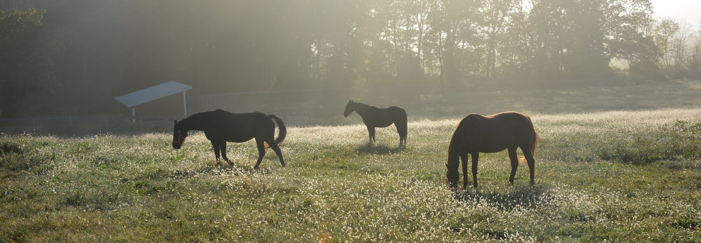 Horses and students at New Bolton Center