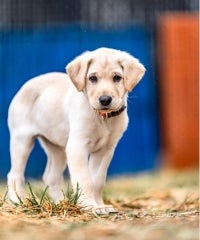Yellow lab puppy mix.