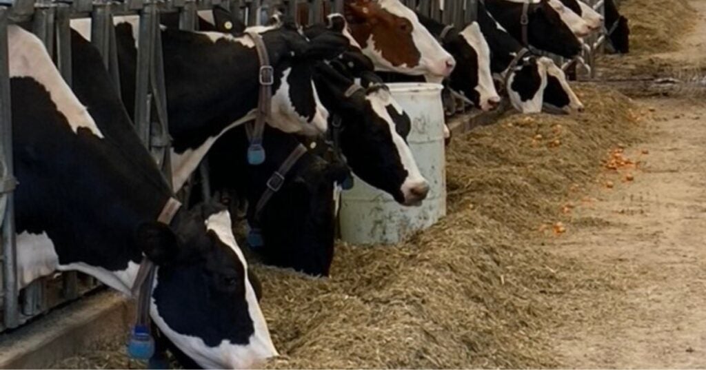 Black and white cows on a farm eating