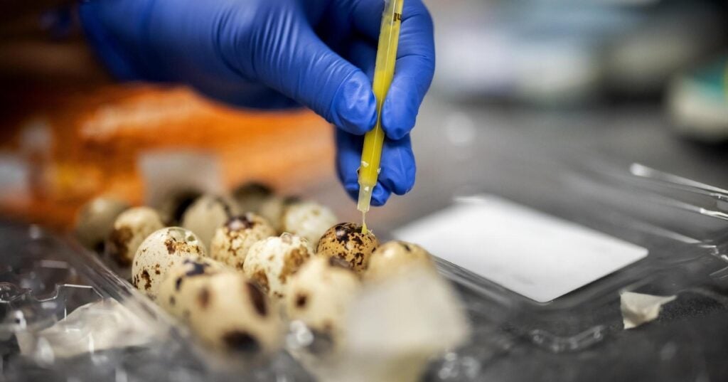 a person in blue gloves holding a syringe above some eggs