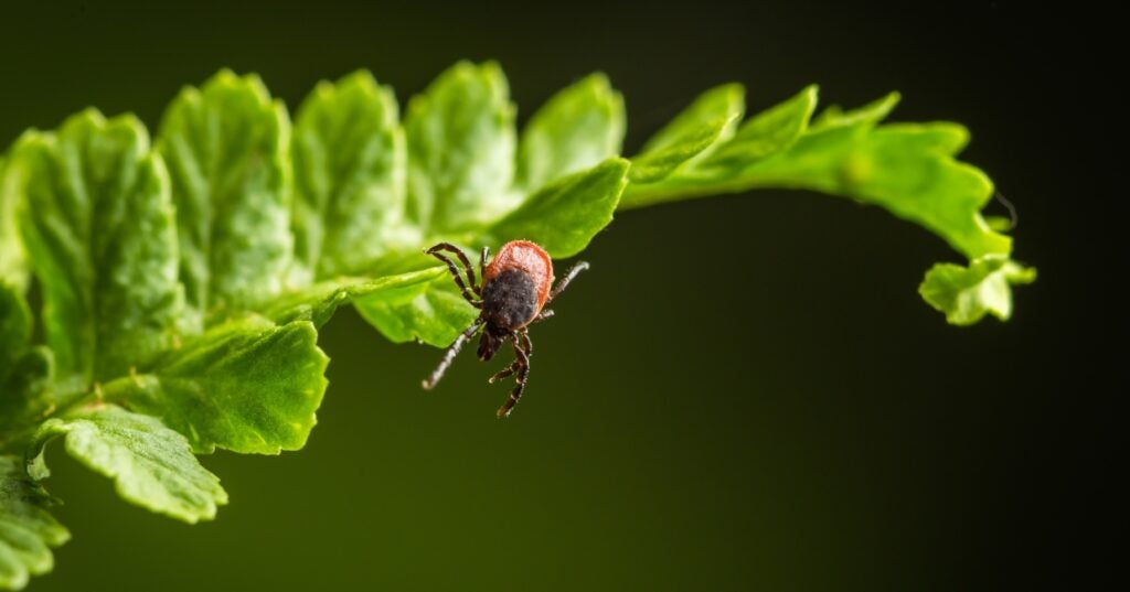 a tick is sitting on a green leaf