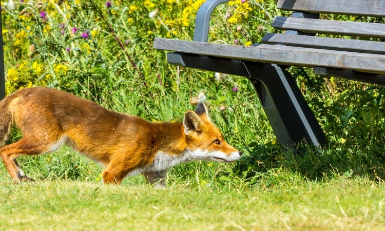 A fox next to a bench outside.