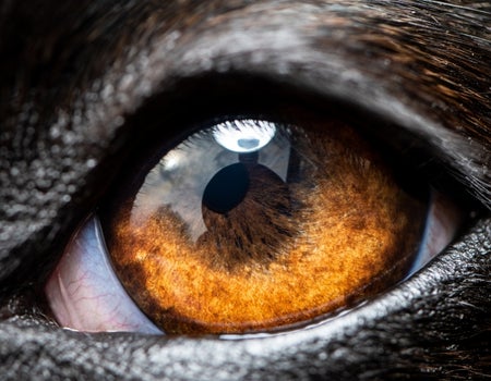 A close up image of a dog's eye which is brown.