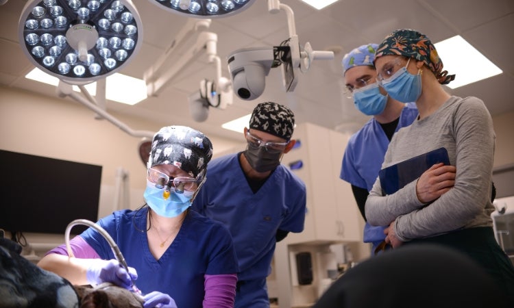 People in an operating room helping an animal.