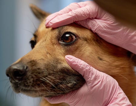 a dog is being examined by a vet