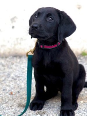 A puppy black lab