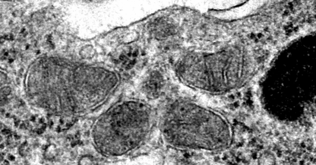 A genetic condition known as 22q.11.2 deletion syndrome is associated with an increased risk of mental illness. A Penn Vet and CHOP collaborative team found that mitochondrial function is required for proper BBB function. Importantly, an intervention aiming to improve mitochondria function reverts BBB deficits and improves behavioral outcomes in a preclinical model of 22qDS. An image taken through scanning electron microscopy shows healthy mitochondria in brain endothelial cells from 22qDS animals treated with bezafibrate (Image: courtesy of the Alvarez lab).
