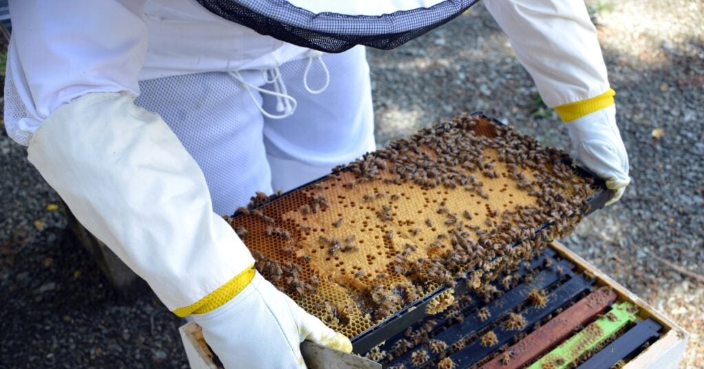 A beekeeper wearing gloves and holding a frame of bees