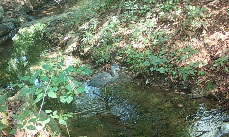 A great blue heron in a creek in the woods.