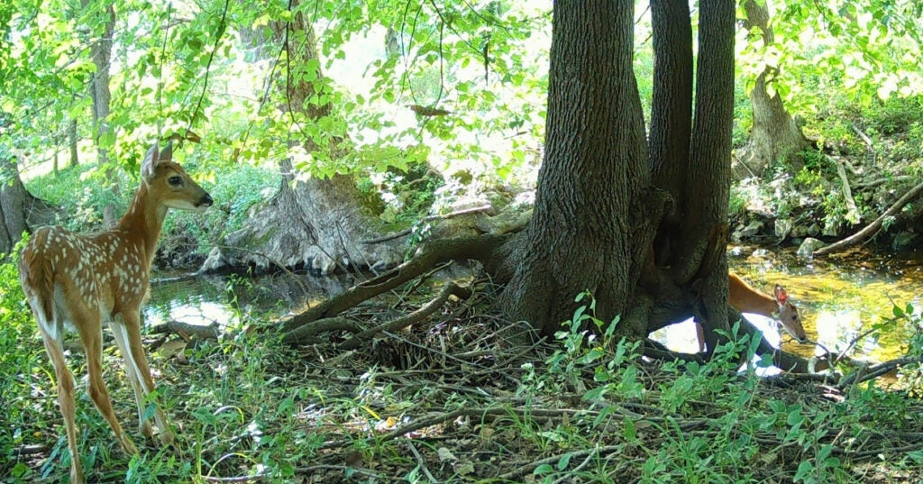 two fawns in the woods near a stream