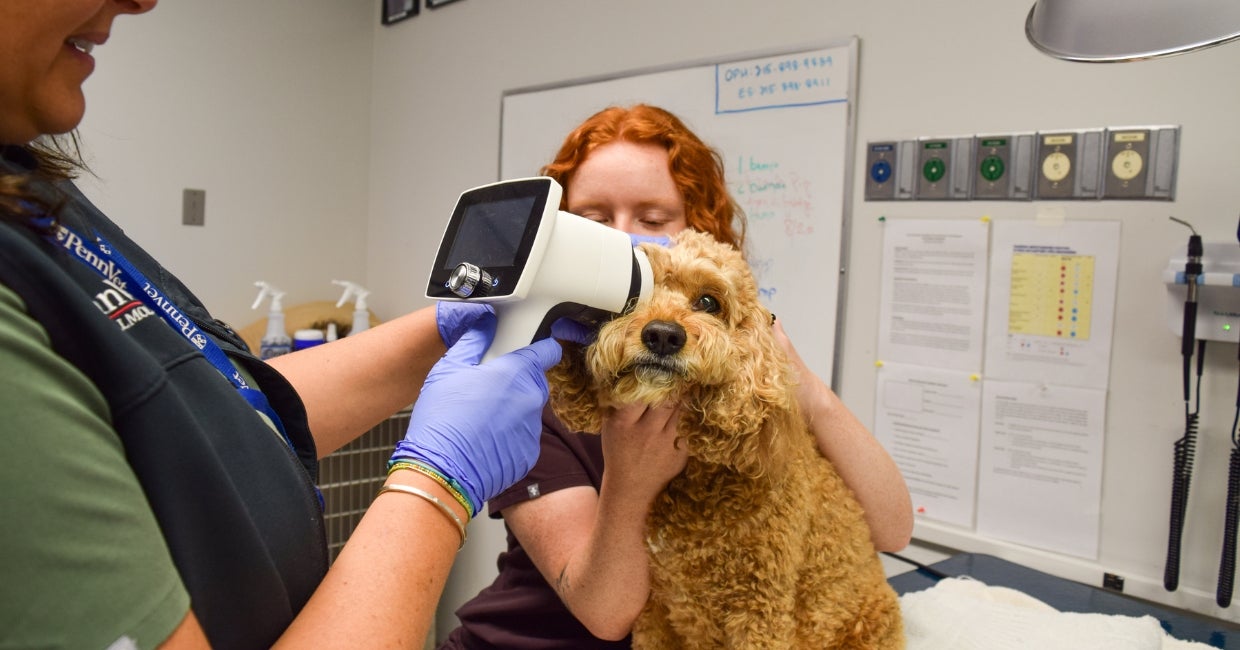 A person is examining a dog with an electronic device