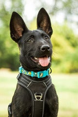 Otto, Dutch Shepherd