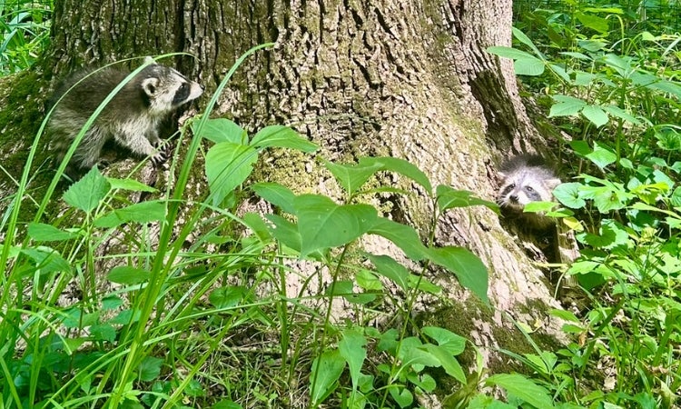 Two baby raccoons crawling on the base of a tree.
