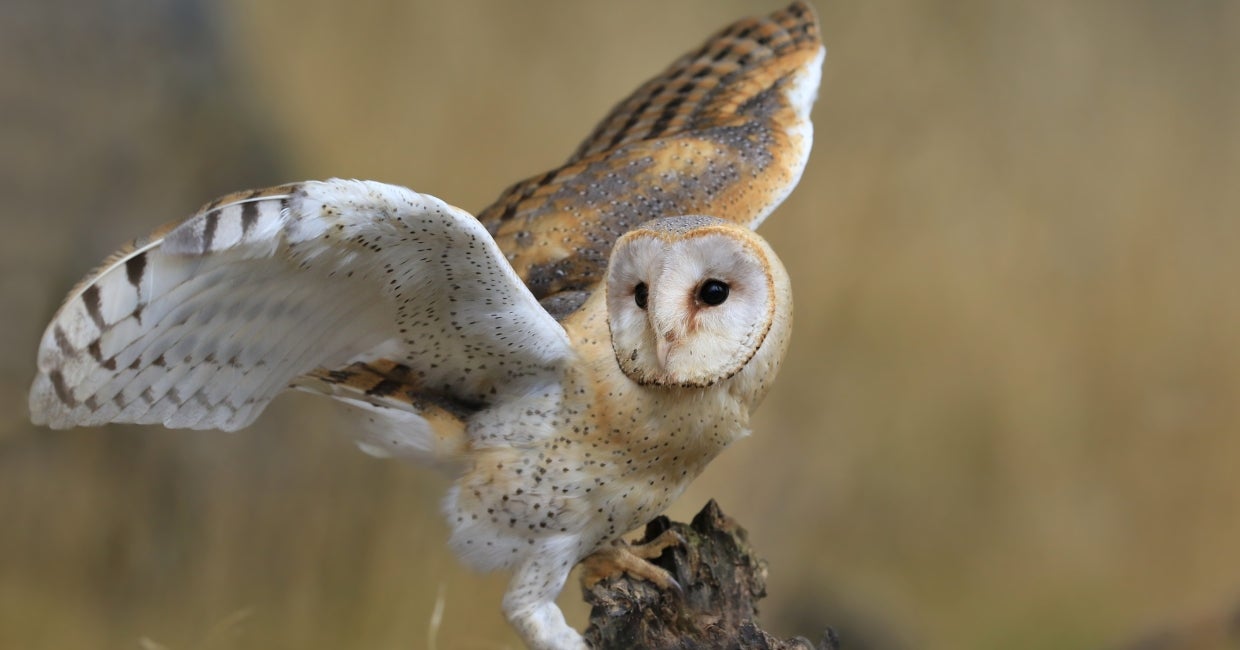 A barn owl with its wings spread out