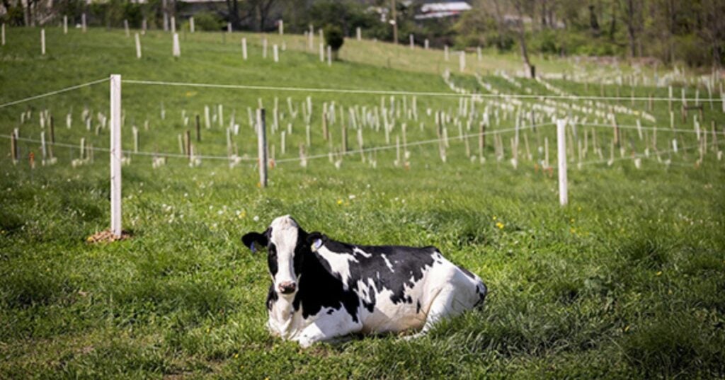 A cow sitting in a field