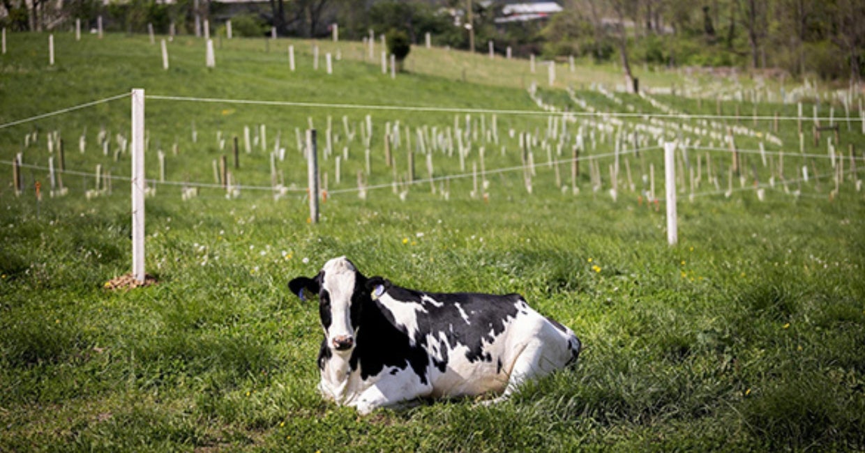 A cow sitting in a field