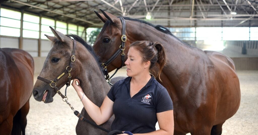 A person is petting two horses in an indoor arena