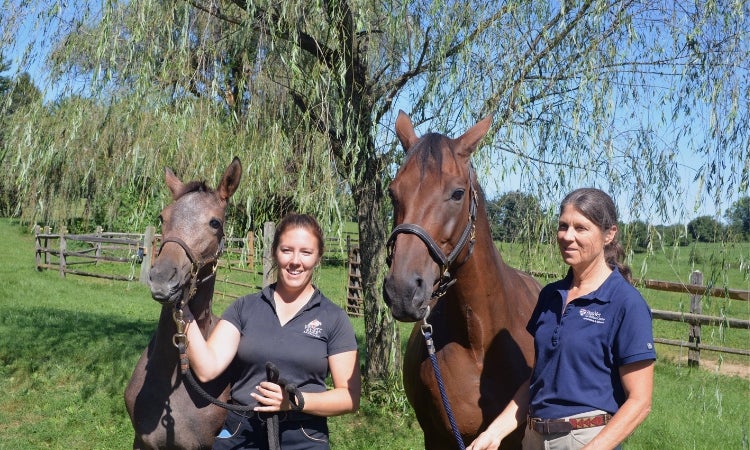 two people standing next to two horses in a field