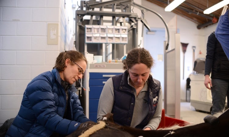 Two people helping a horse.