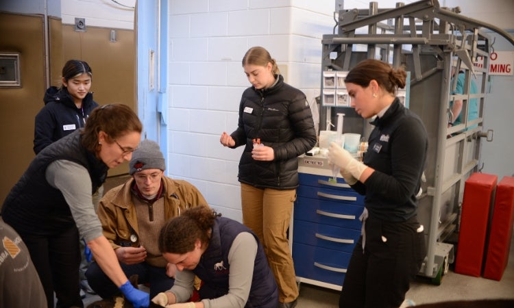 a group of people standing around a horse