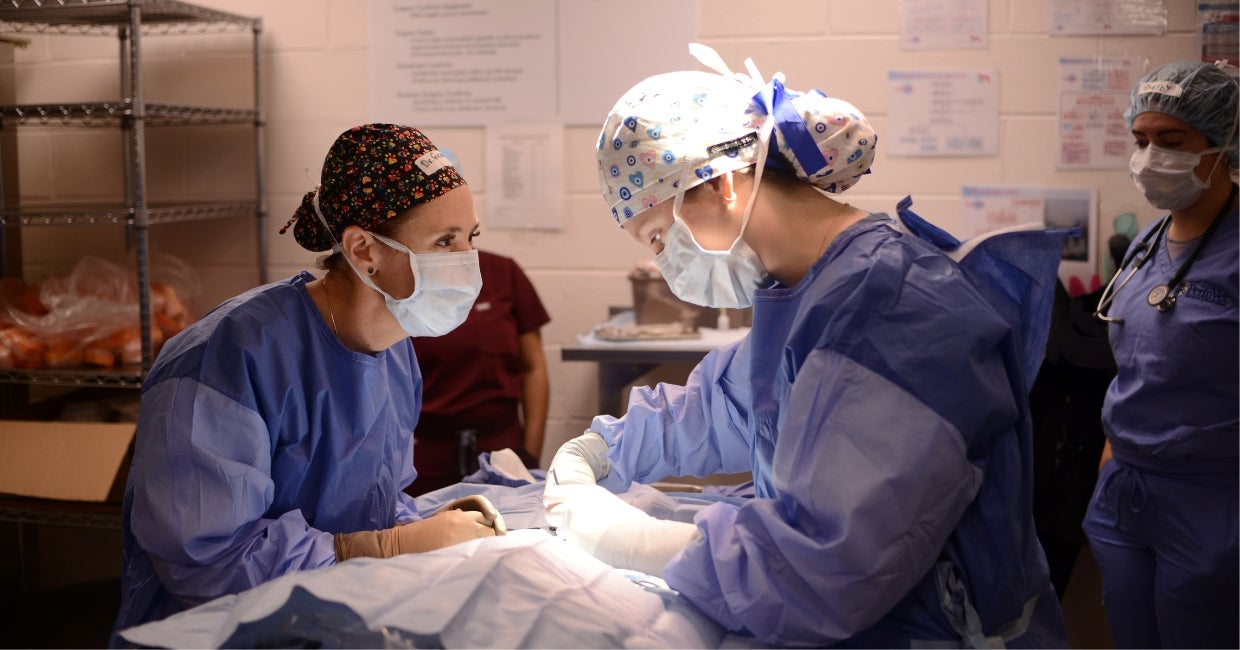 Two people operating on an animal while wearing scrubs.