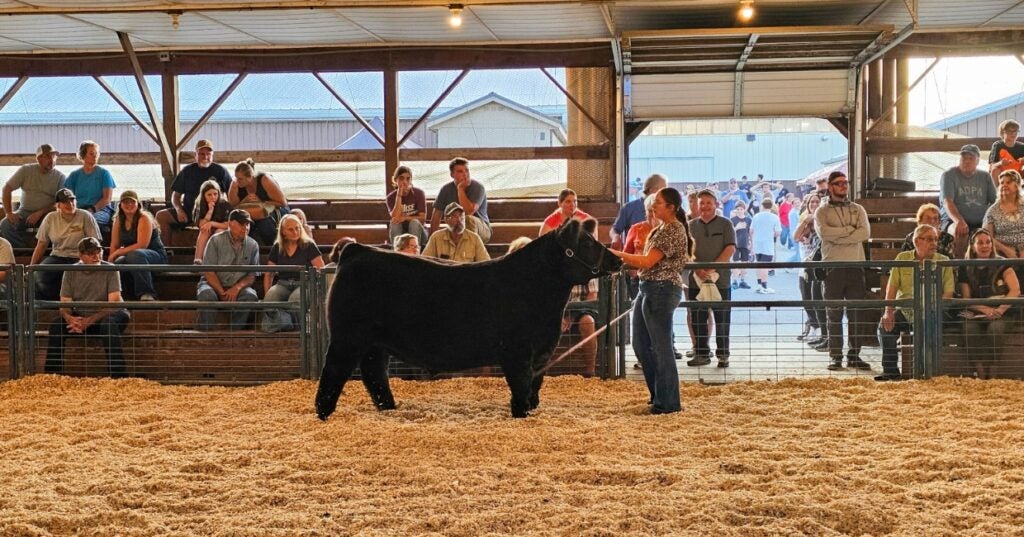 A person is showing a black cow in an indoor arena