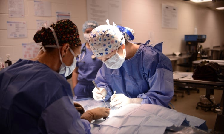 Two people performing surgery on a dog.