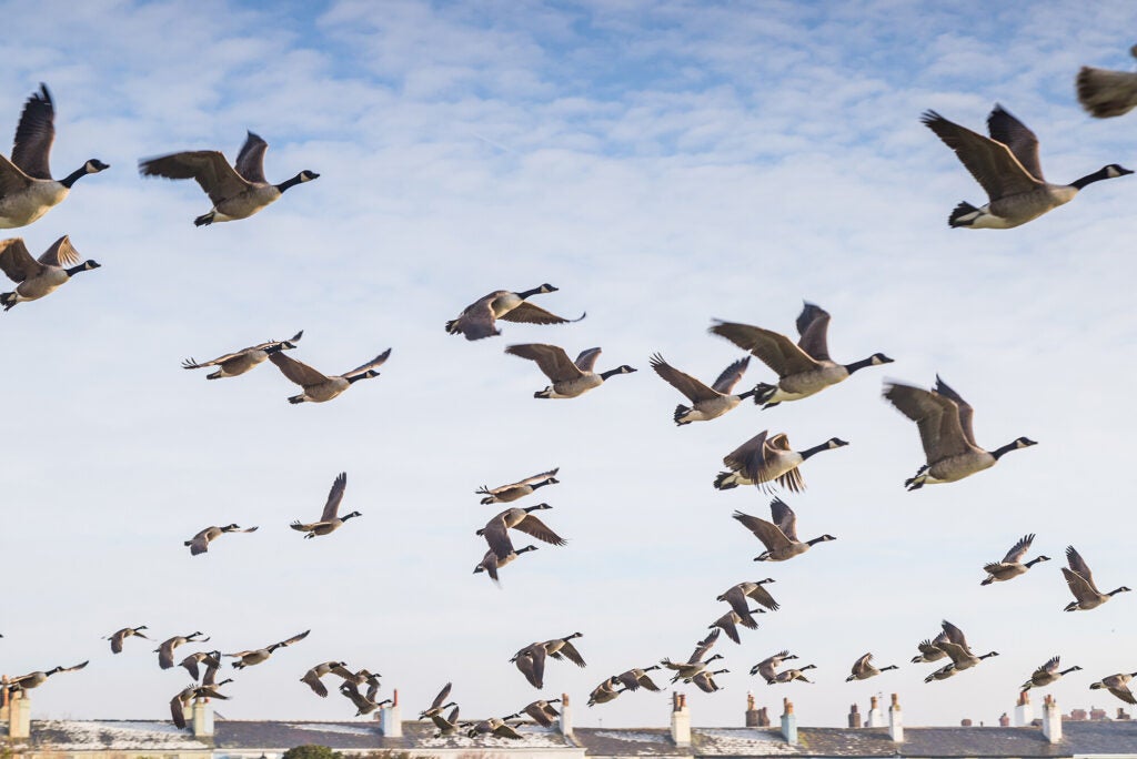 A group of canadian geese