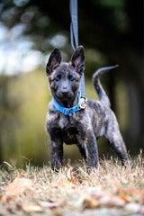 Buster, Dutch Shepherd
