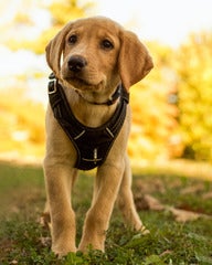 Hendricks, yellow lab